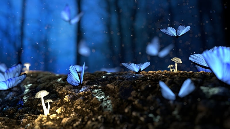 Enchanted Dances
